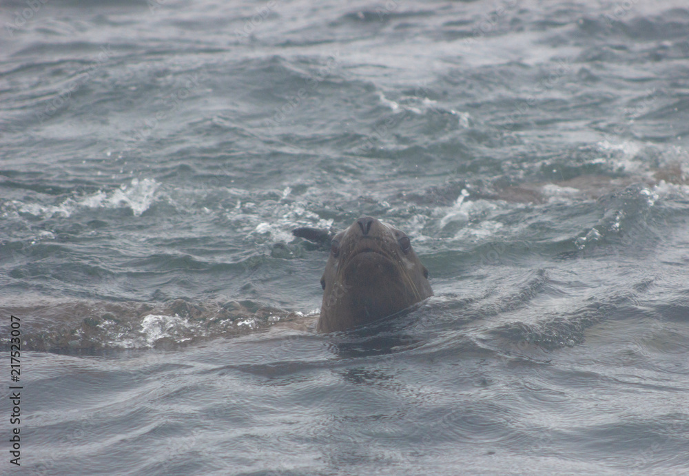 Obraz premium Wild steller sea lions (Eumetopias jubatus) on Tuleniy island near Sakhalin