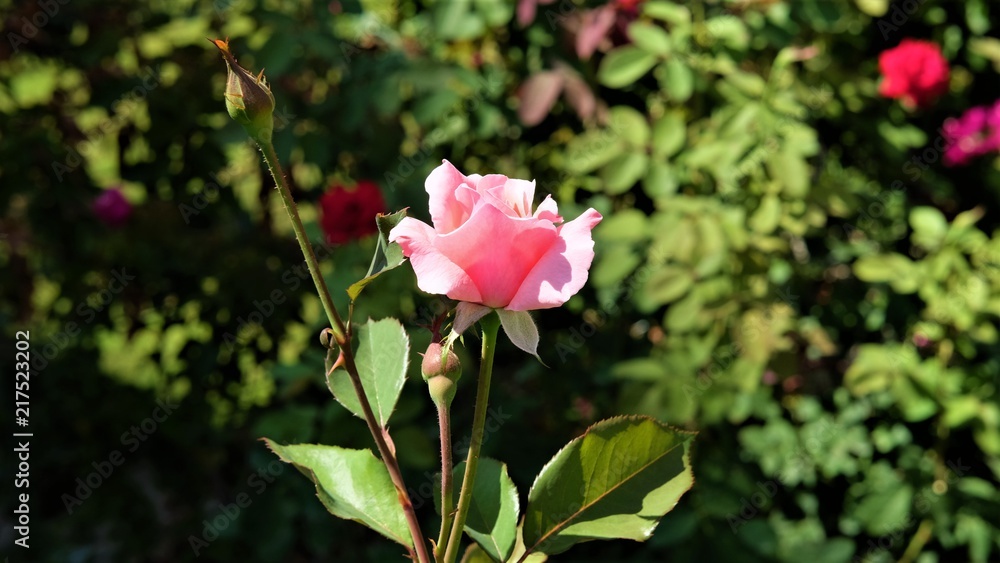 Turkish rose