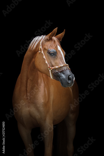 Beautiful chestnut arabian horse isolated on black background
