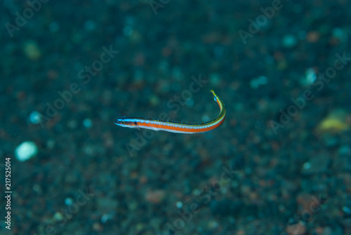 Neon worm-goby Gunnellichthys curiosus photo