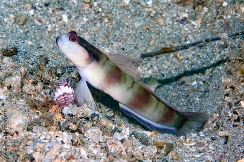 Masked Shrimp-Goby Amblyeleotris gymnocephala photo