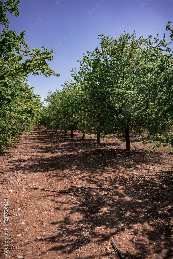 Fototapeta premium Nature landscape