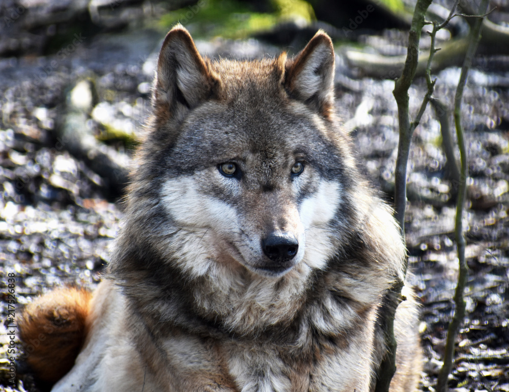 Closeup of a wild wolf in a forest in Germany