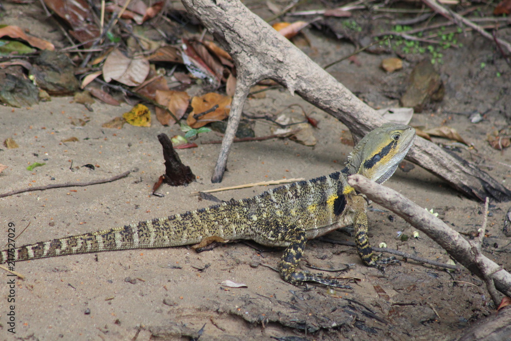 Obraz premium lizard trying to hide