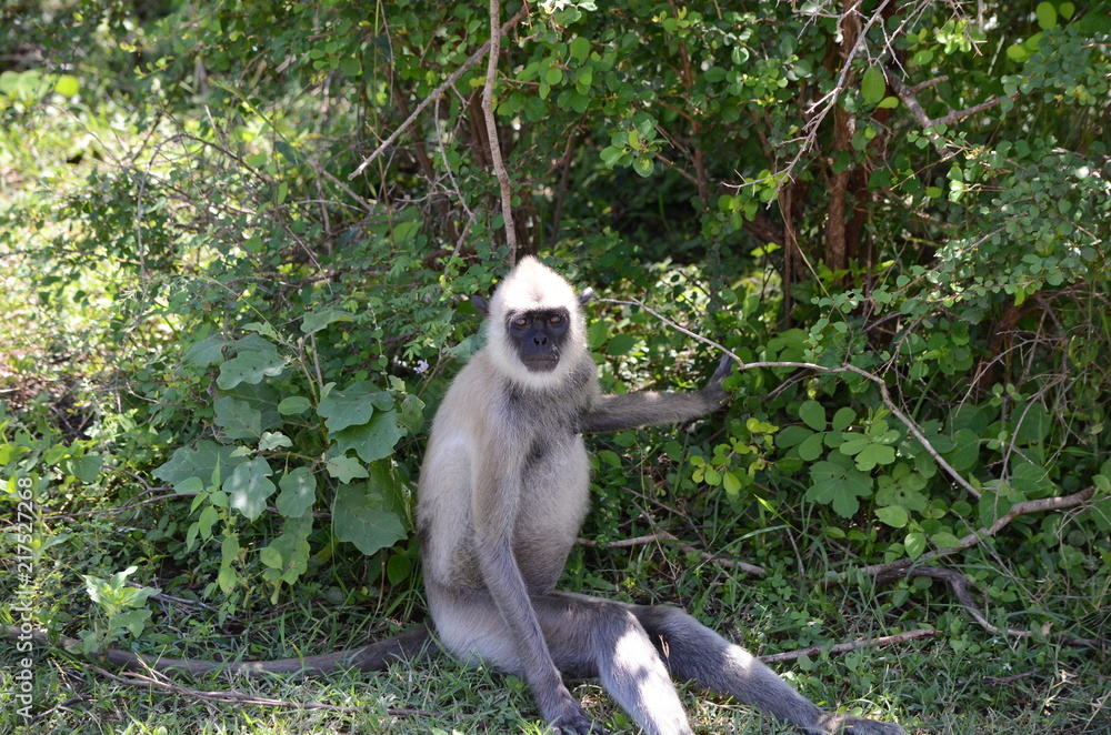 Obraz premium Sri-Lanka