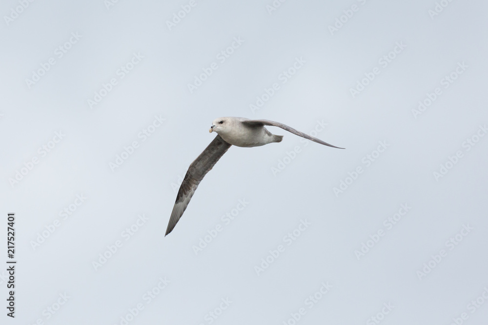 northern arctic fulmar (fulmarus glacialis) in flight, spread wings northern arctic fulmar (fulmarus glacialis) in flight, spread wings