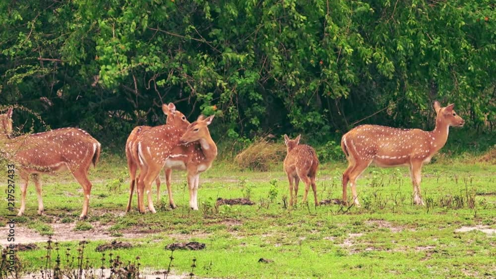 Family of cheetals with fawn grazing under rain. Group of white spotted or axis deers chewing grass together against green shrubs on background. Slow motion video. Yala National Park, Sri Lanka. Family of cheetals with fawn grazing under rain. Group of white spotted or axis deers chewing grass together against green shrubs on background. Slow motion video. Yala National Park, Sri Lanka.