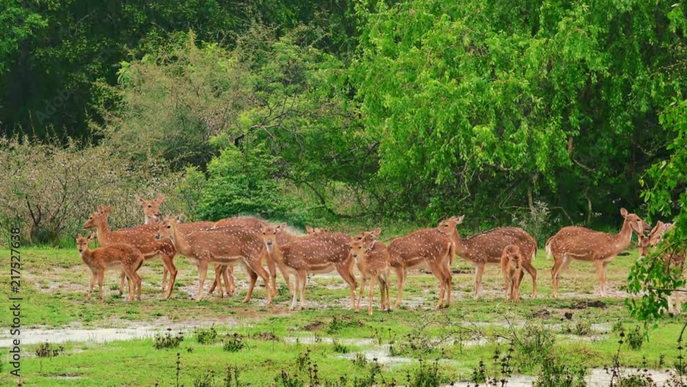 Group of cheetals feeding under rain, one animal shaking up on background. Family of white spotted or axis deers chewing grass on rainy day. Slow motion video. Yala National Park, Sri Lanka. Group of cheetals feeding under rain, one animal shaking up on background. Family of white spotted or axis deers chewing grass on rainy day. Slow motion video. Yala National Park, Sri Lanka.