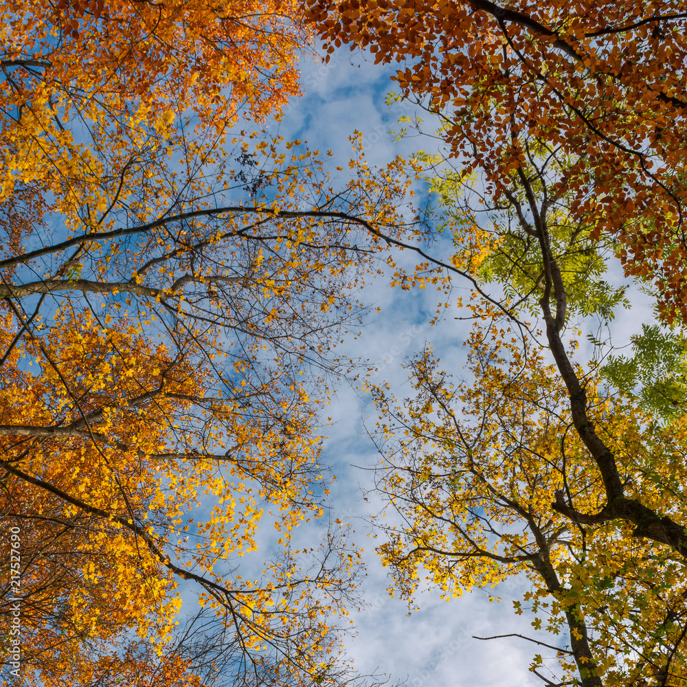 Fototapeta premium colorful foliage on a sky background. turn your head up. beautiful autumn mood