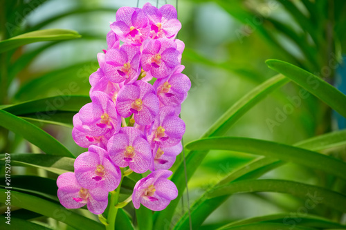 Purple orchid flowers