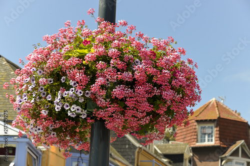 Fototapeta Naklejka Na Ścianę i Meble -  Géranium, Pétunia, Bac à fleurs, Le Tréport, Seine Maritime, région Normandie, 76