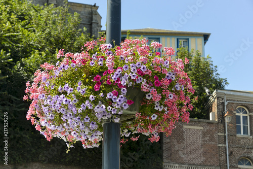 Fototapeta Naklejka Na Ścianę i Meble -  Géranium, Pétunia, Bac à fleurs, Le Tréport, Seine Maritime, région Normandie, 76