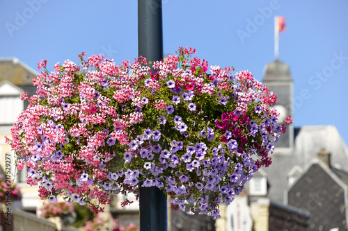 Fototapeta Naklejka Na Ścianę i Meble -  Géranium, Pétunia, Bac à fleurs, Le Tréport, Seine Maritime, région Normandie, 76