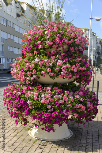 Fototapeta Naklejka Na Ścianę i Meble -  Géranium, Pétunia, Bac à fleurs, Le Tréport, Seine Maritime, région Normandie, 76