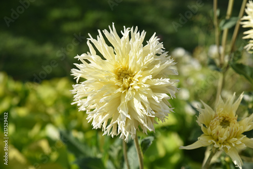 Fototapeta Naklejka Na Ścianę i Meble -  Dahlia cactus jaune en été au jardin