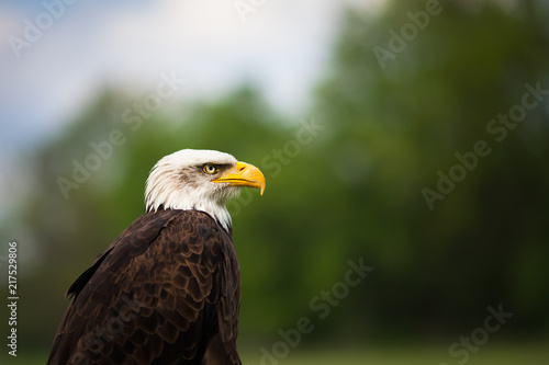 Portrait of a proud majestic American Bald Eagle