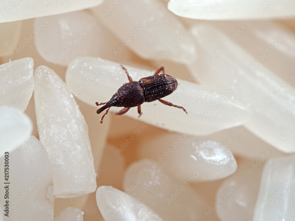Obraz premium Macro Photo of Rice Weevil or Sitophilus oryzae on Raw Rice