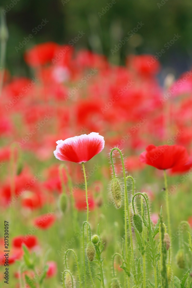 Obraz premium ポピー