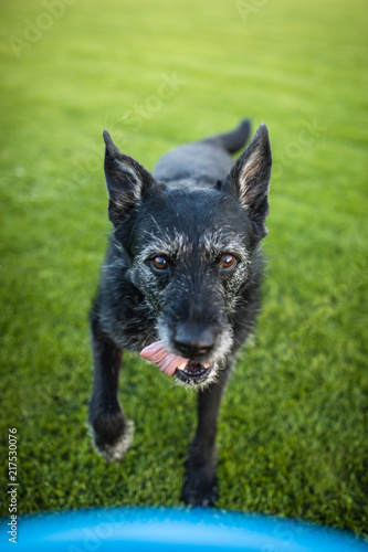 Portrait of a black dog running fast outdoors, playing with frisbee  (shallow DOF, sharp focus photo