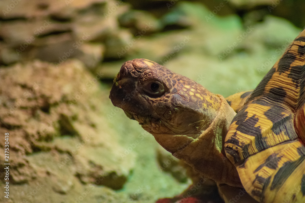 Fototapeta premium Side picture of a turtle 