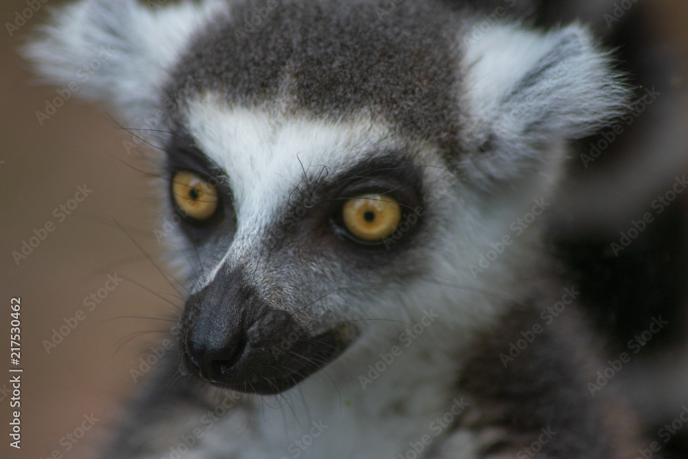 Obraz premium Portrait of a lemur 