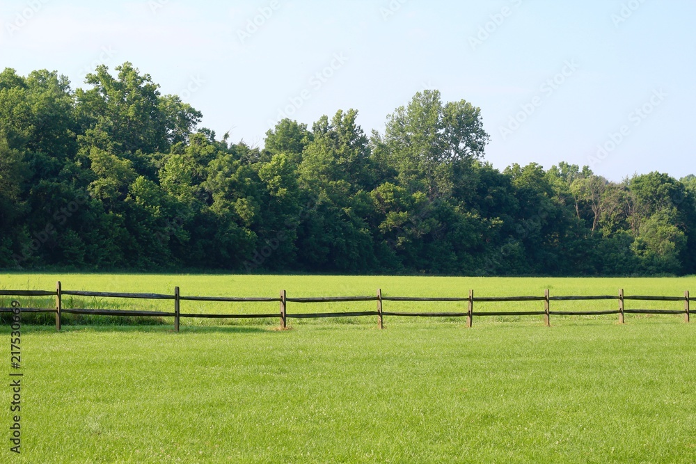 The green grass pasture in the country on sunny day. - obrazy, fototapety, plakaty 