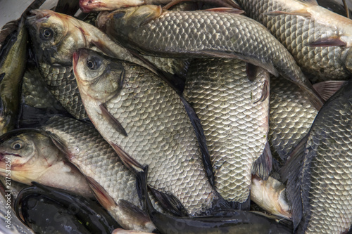 Vojvodina, Serbia - Freshwater fish captured in the River Bega (Begej) 