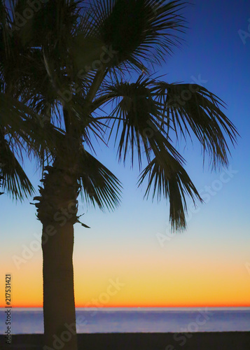 Palm Trees On The Beach © Matthew
