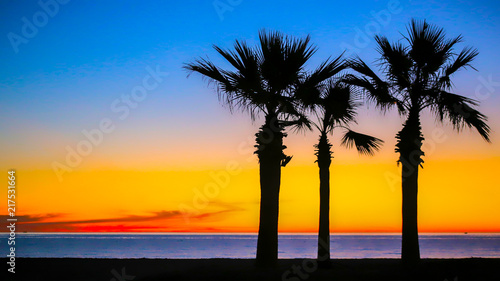 Palm Trees On a Beach