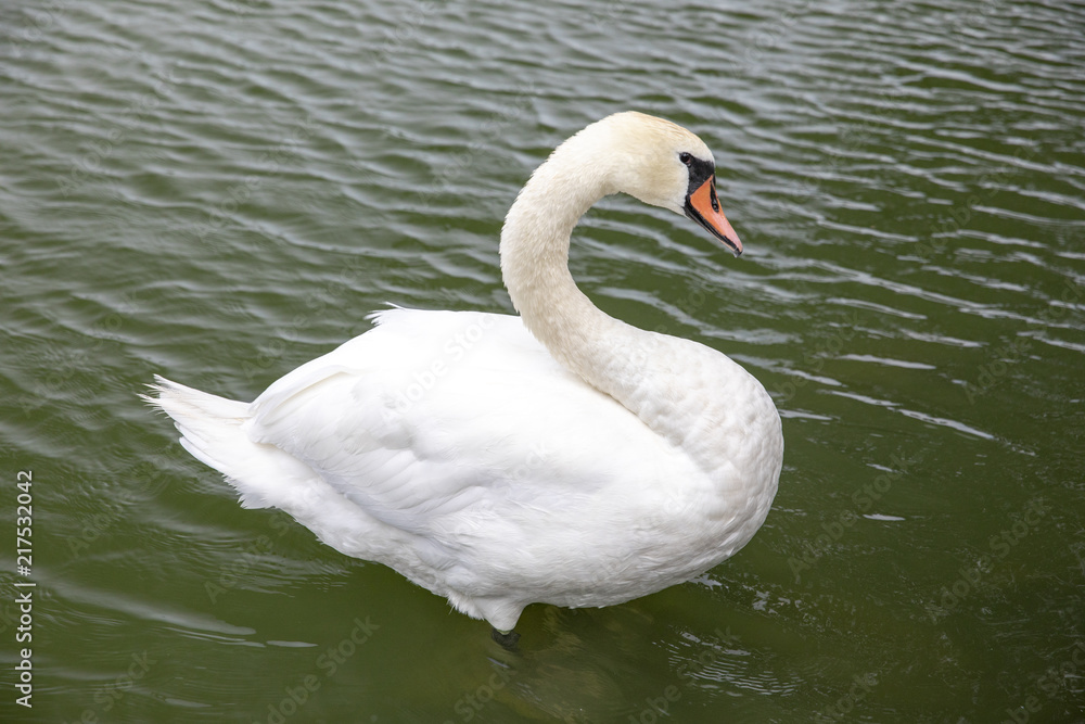 Naklejka premium Whooper swan in Viborg Denmak