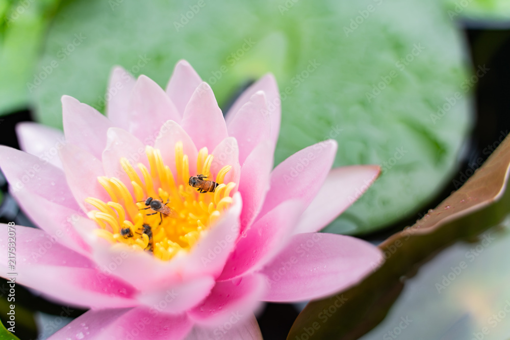 beautiful lotus flower with bee on the water after rain in garden. beautiful lotus flower with bee on the water after rain in garden.