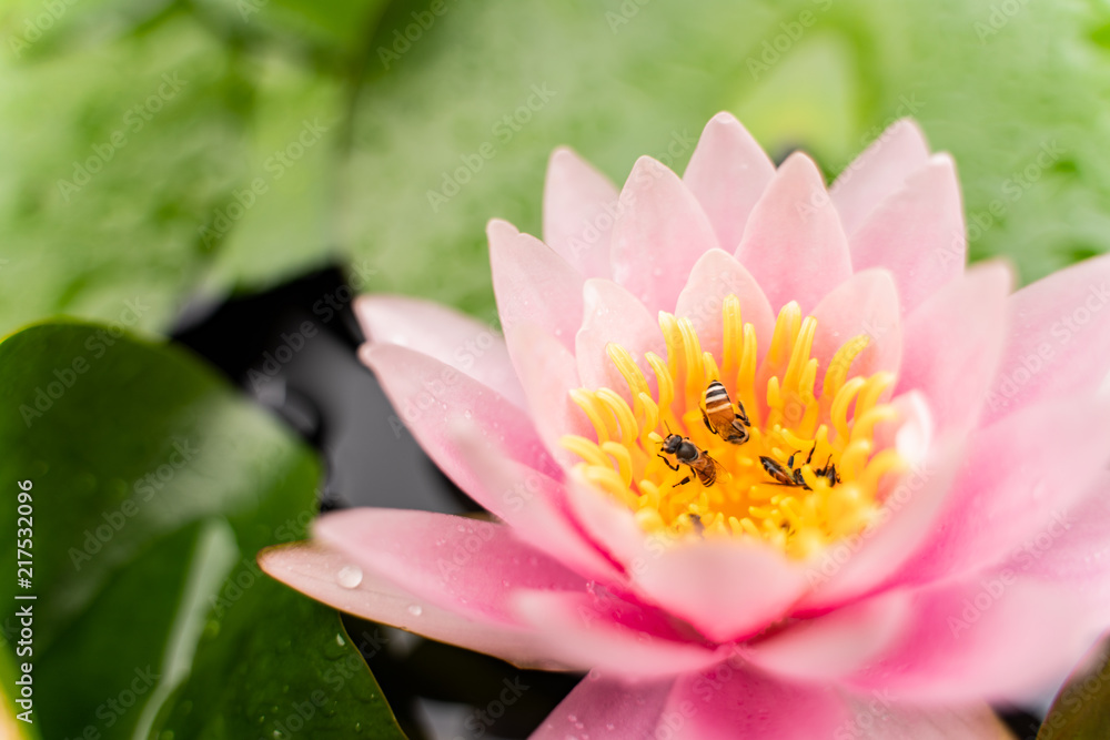 beautiful lotus flower with bee on the water after rain in garden. beautiful lotus flower with bee on the water after rain in garden.