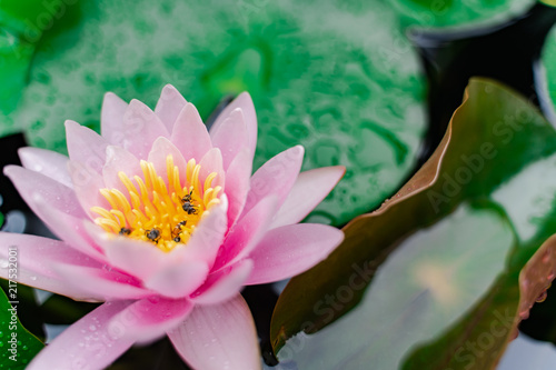 beautiful lotus flower with bee on the water after rain in garden.