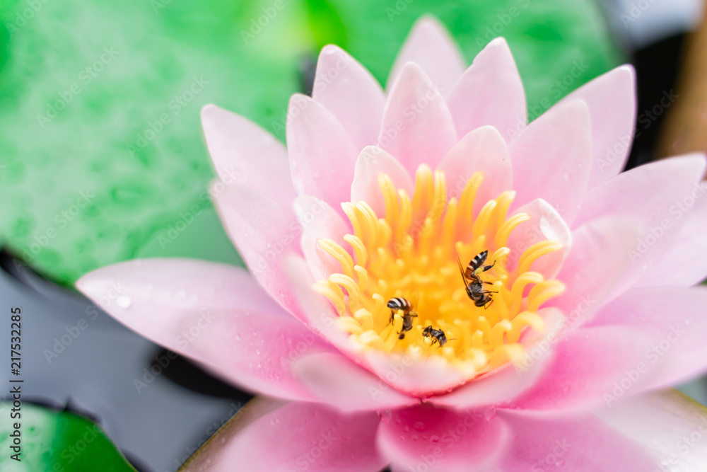 beautiful lotus flower with bee on the water after rain in garden. beautiful lotus flower with bee on the water after rain in garden.