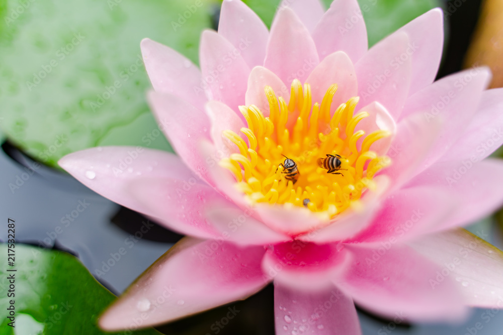 Fototapeta premium beautiful lotus flower with bee on the water after rain in garden.