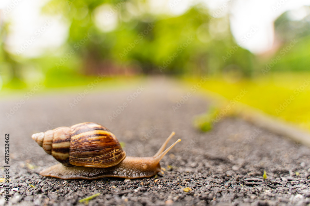 snail in shell crawling on road, summer day in garden with copy space, blurred background. snail in shell crawling on road, summer day in garden with copy space, blurred background.