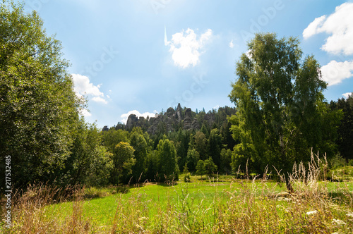 Green forest and meadow