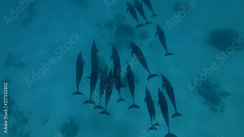 A pod of Spinner Dolphins swims over the sandy bottom (High-angle shot, Underwater shot, 4K / 60fps)
 photo