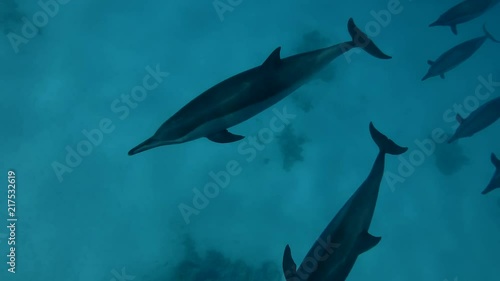 A pod of Spinner Dolphins swims over the sandy bottom (High-angle shot, Underwater shot, 4K / 60fps)
 photo