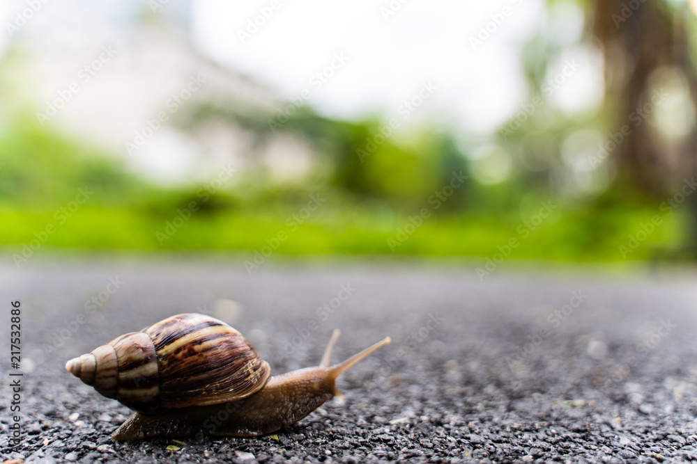 snail in shell crawling on road, summer day in garden with copy space, blurred background. snail in shell crawling on road, summer day in garden with copy space, blurred background.