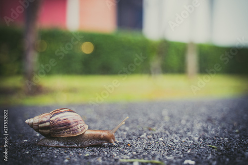 snail in shell crawling on road, summer day in garden with copy space, blurred background.