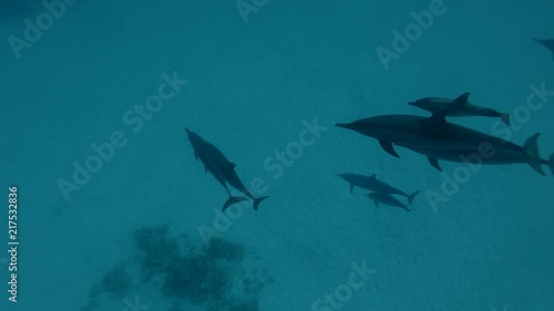 Mom with little baby dolphin swim over sandy bottom (Spinner Dolphin, Stenella longirostris), High-angle shot, Underwater shot, 4K / 60fps
 photo