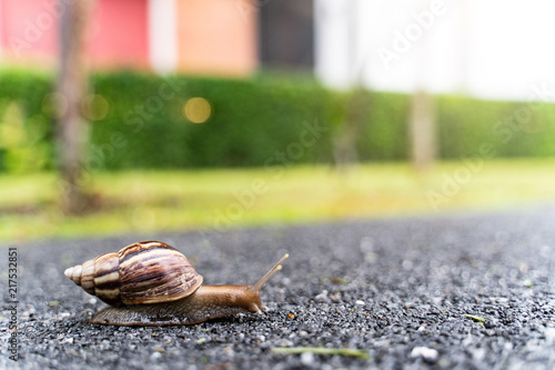 snail in shell crawling on road, summer day in garden with copy space, blurred background.