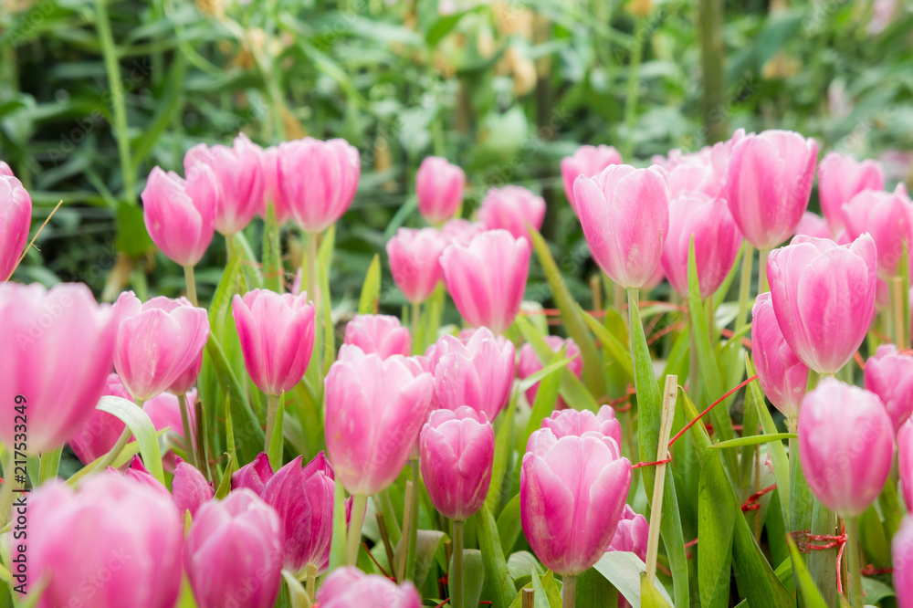pink tulip flowers garden , tulip blooming blossom in the garden
