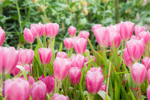 pink tulip flowers garden   tulip blooming blossom in the garden