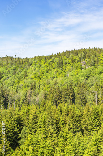 View of a forest landscape at a mountain
