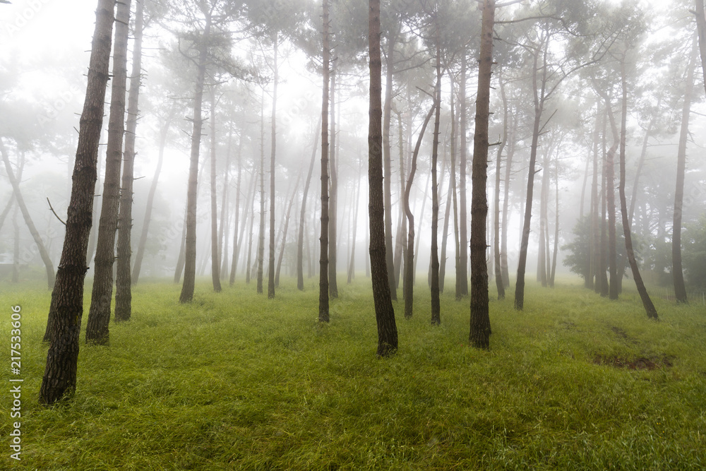 Obraz premium Foggy forest in Cap Frehel
