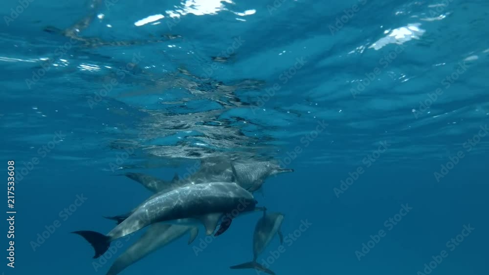 Group of dolphins playing in the blue water in mating season (Spinner Dolphin, Stenella longirostris) Close-up, Underwater shot, 4K / 60fps
Group of dolphins playing in the blue water in mating season (Spinner Dolphin, Stenella longirostris) Close-up, Underwater shot, 4K / 60fps
