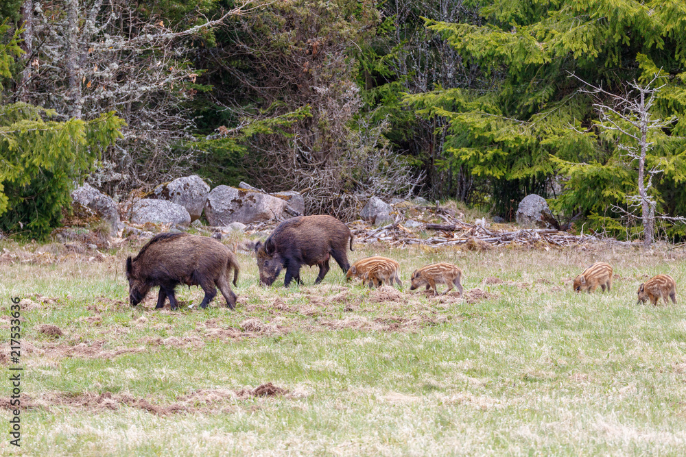 Flock with Wild boars and piglets at the woodland Flock with Wild boars and piglets at the woodland