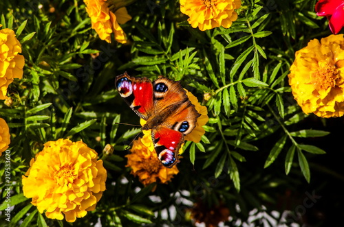 Butterfly on the flower blossom